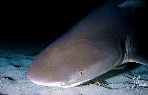 This Lemon Shark follows the slick from the baskets of de... by Steven Anderson 